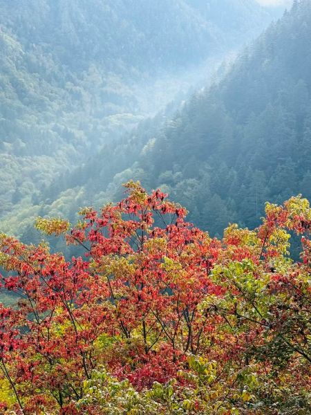 1761882145995454.jpg 红叶.jpg